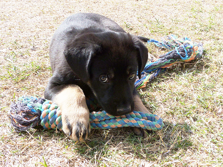 chinook puppy